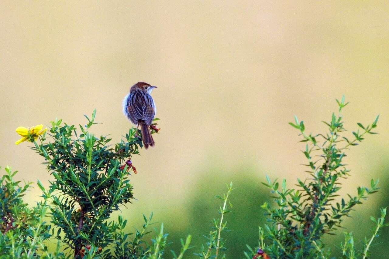 Image of Wailing Cisticola