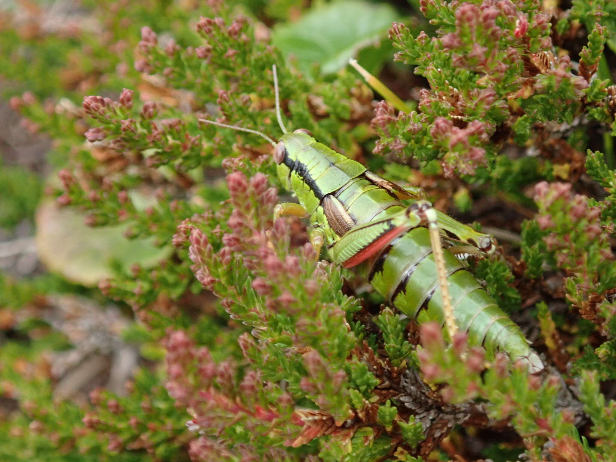 صورة Miramella (Kisella) carinthiaca (Obenberger 1926)