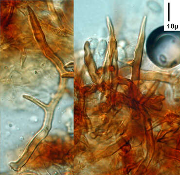 Image of Echinochaete russiceps (Berk. & Broome) D. A. Reid 1963