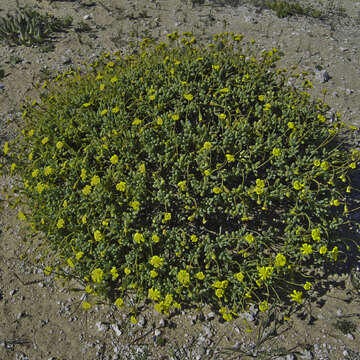 Image de Crassothonna sedifolia (DC.) B. Nord.