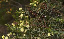 صورة Acacia genistifolia Link