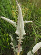 Image of Senecio westermanii Dusen