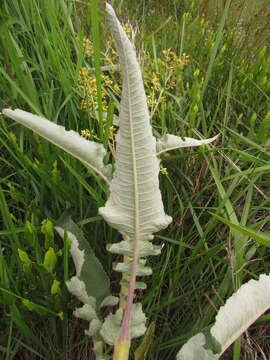 Plancia ëd Senecio westermanii Dusen