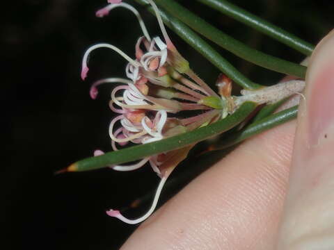 Image of Hakea circumalata Meissn.