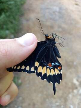 Image of Poey's Black Swallowtail