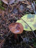 Phaeocollybia kauffmanii (A. H. Sm.) Singer 1940 resmi