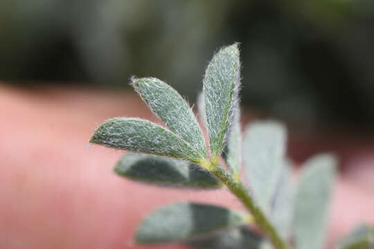 Image of Anderson's milkvetch