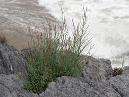 Imagem de Limonium roridum (Sibth. & Sm.) Brullo & Guarino