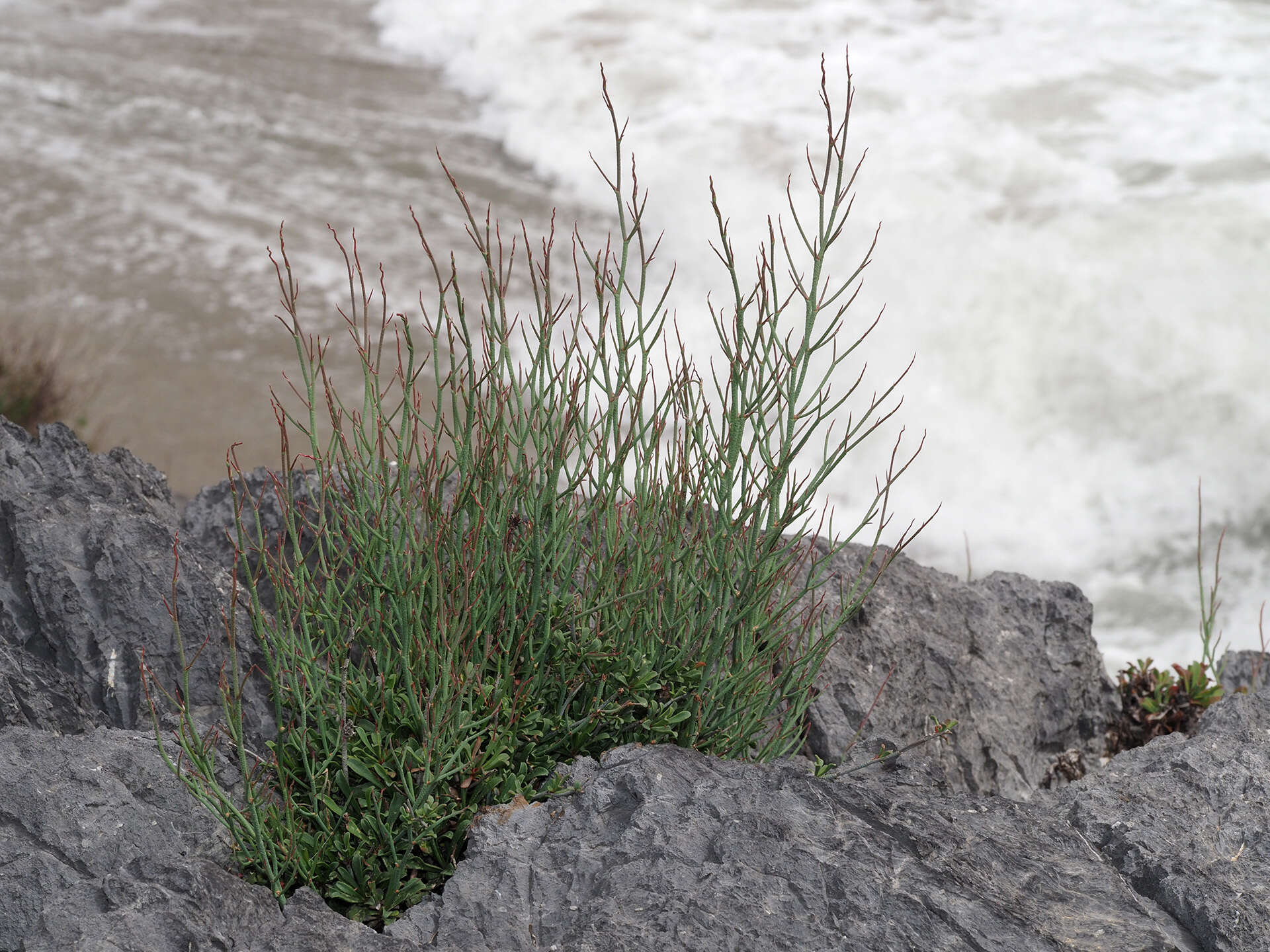 Imagem de Limonium roridum (Sibth. & Sm.) Brullo & Guarino