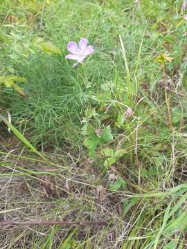 Image of Geranium collinum Stephan ex Willd.