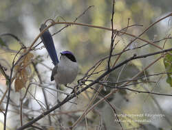 Image of Lilac-crowned Wren