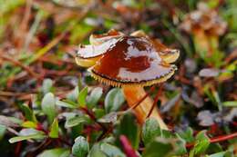 Image of Hygrophorus siccipes A. H. Sm. & Hesler 1954