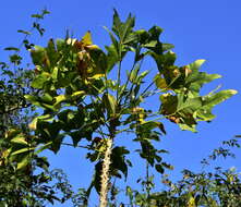 صورة Erythrina livingstoniana Baker