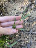 Image of Granite Boronia