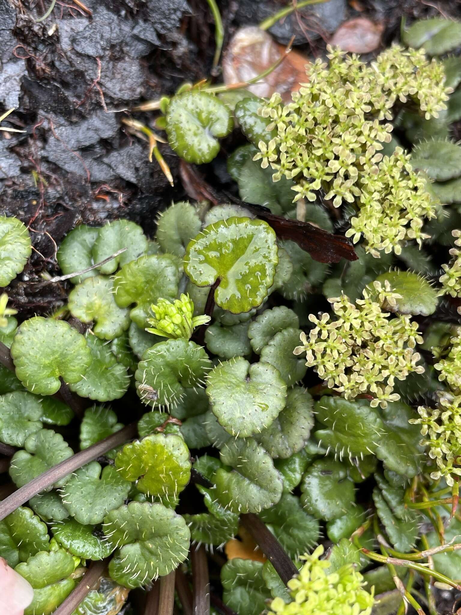 Imagem de Diplaspis cordifolia (Hook.) Hook. fil.