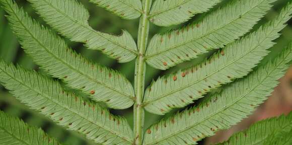 Image of Ptisana salicifolia (Schrad.) Senterre & Rouhan