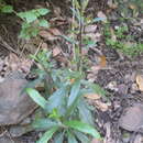 Image of Digitalis chalcantha (Svent. & O'Shan.) Albach, Bräuchler & Heubl