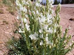 Image of white locoweed