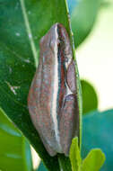 Image of Arum lily frog