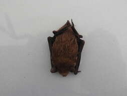 Image of Argentine Brown Bat