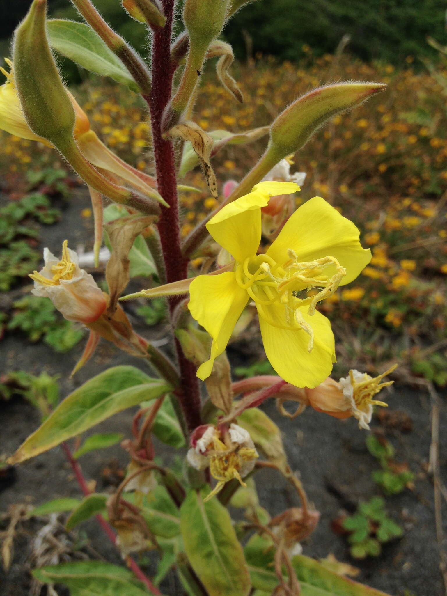 Image of Wolf's evening primrose