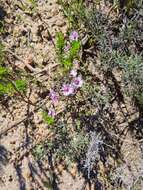 Image of Lampranthus leptaleon (Haw.) N. E. Br.