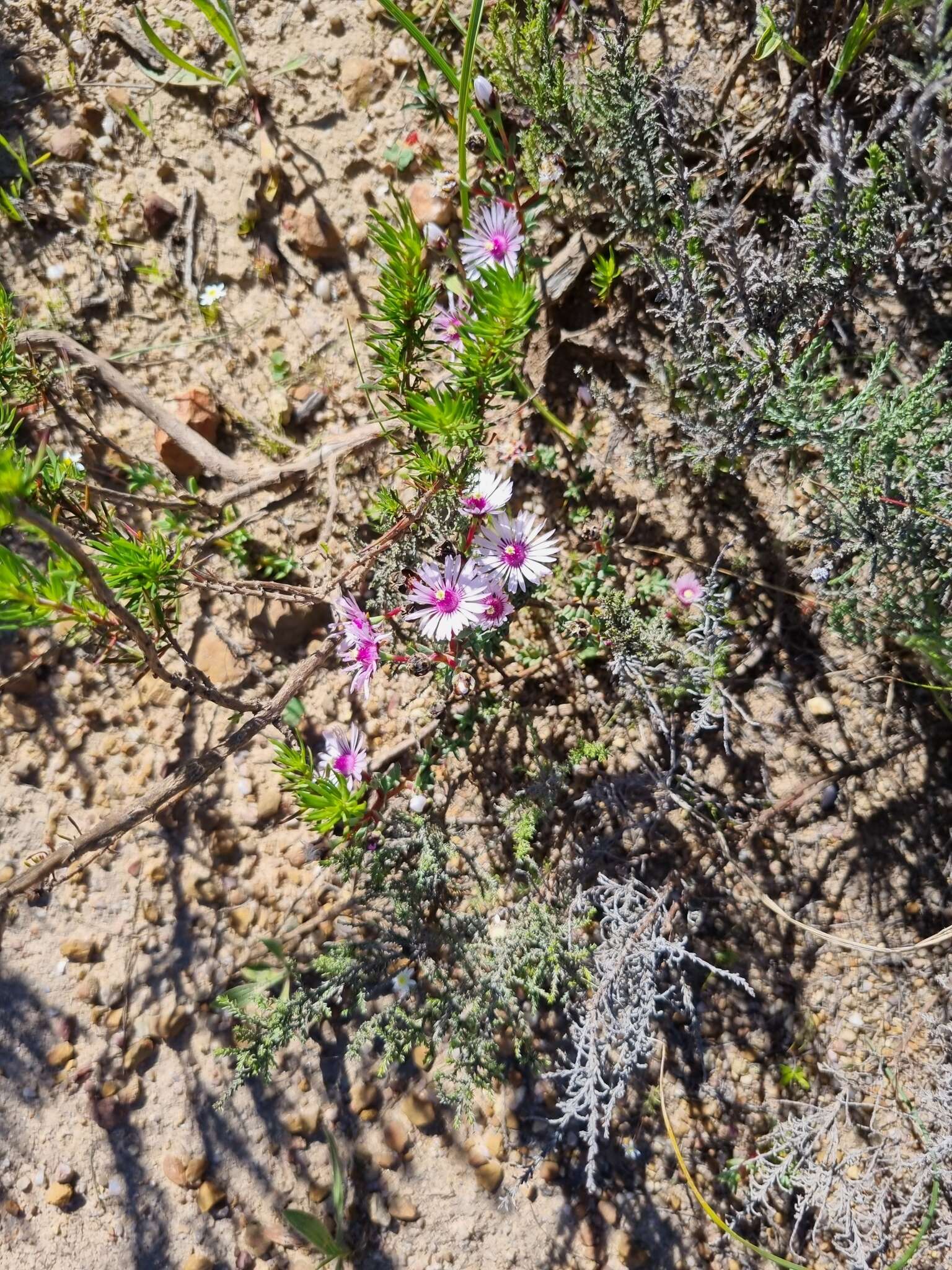 Image of Lampranthus leptaleon (Haw.) N. E. Br.