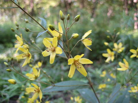 Image of Lysimachia davurica Ledeb.