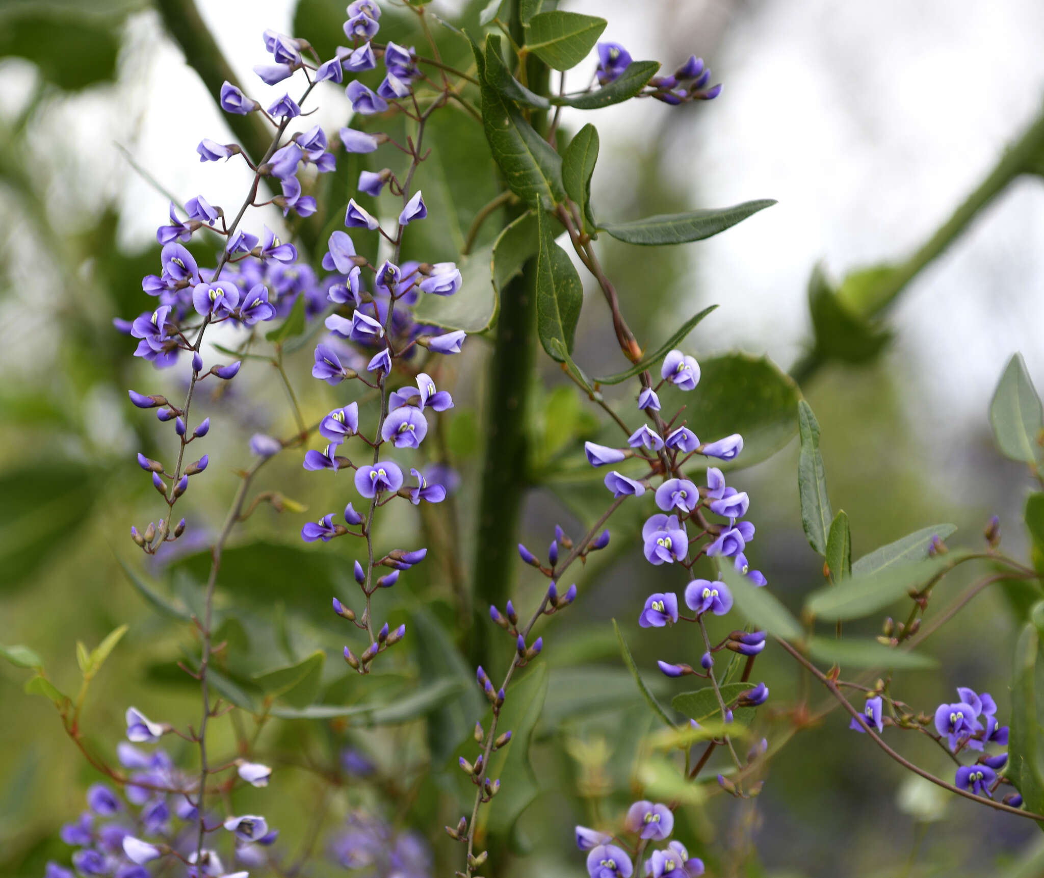 Image of Australian lilac vine