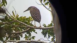 Image of Forest Bittern