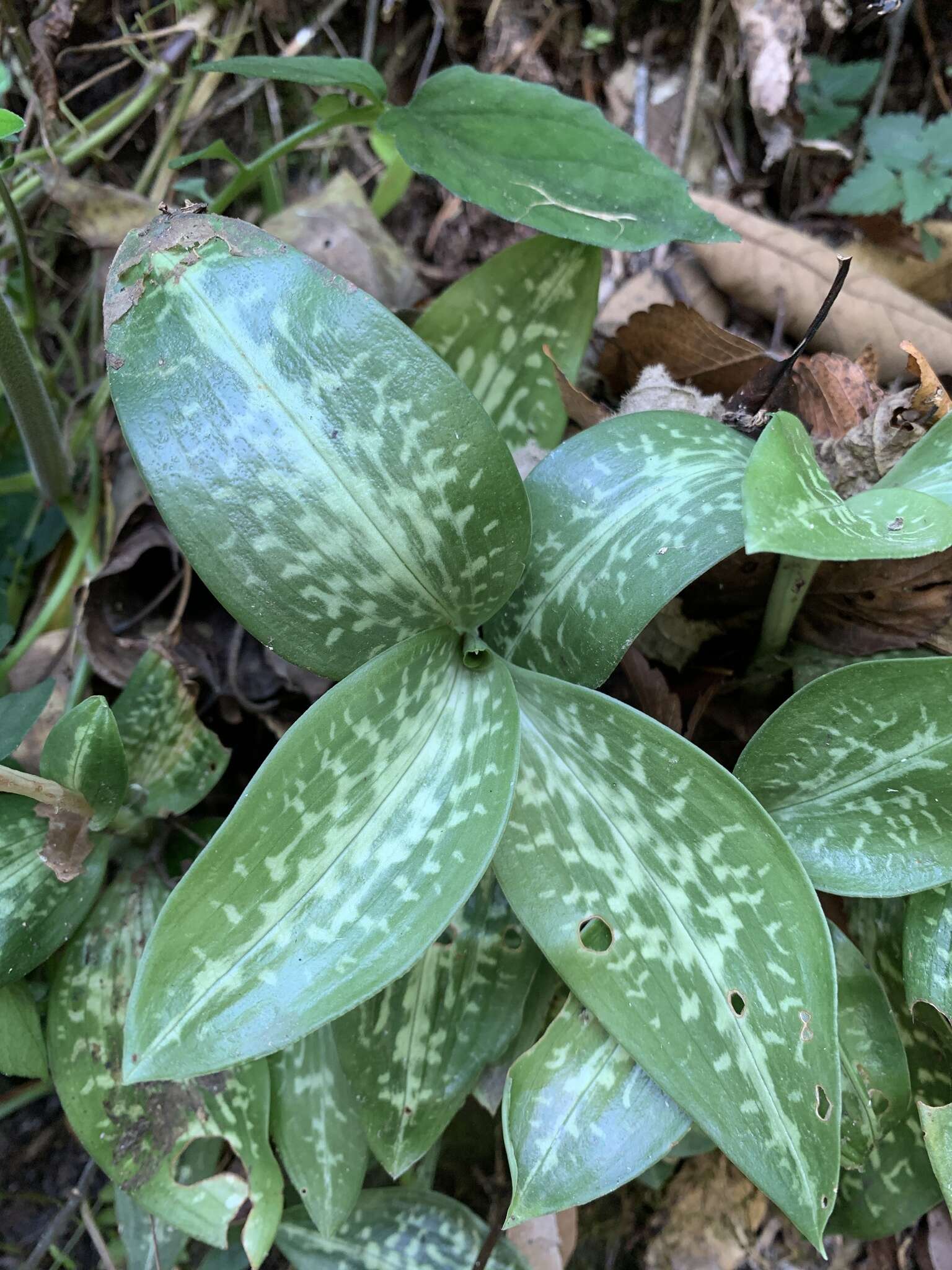 Image of Goodyera daibuzanensis Yamam.