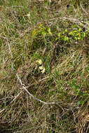 Image of Lathyrus pannonicus subsp. collinus (J. Ortmann) Soo