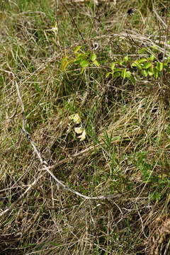 Image of Lathyrus pannonicus subsp. collinus (J. Ortmann) Soo