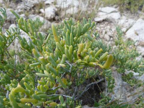 Image de Tetraena cylindrifolia (Schinz) Beier & Thulin