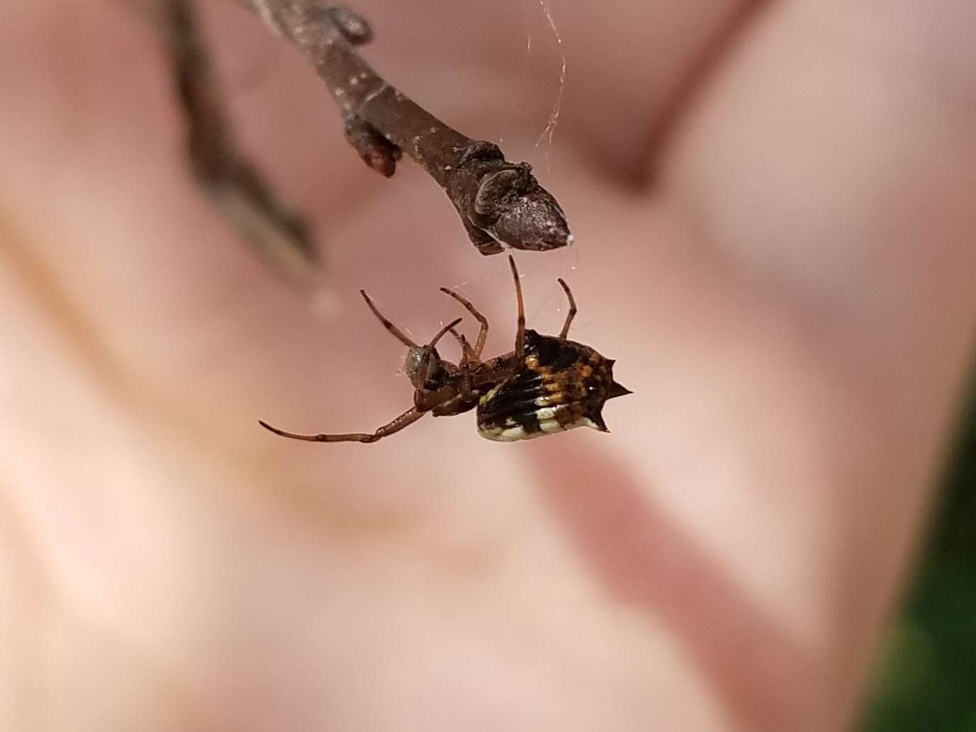 Image of White Micrathena