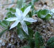 Image of Lapeirousia plicata subsp. plicata