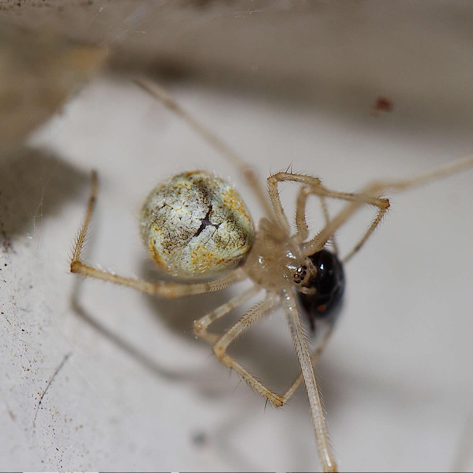 Image of White porch spider