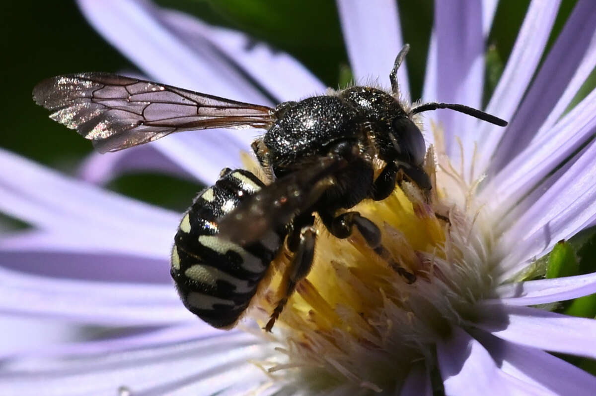 Imagem de Dianthidium subparvum Swenk 1914