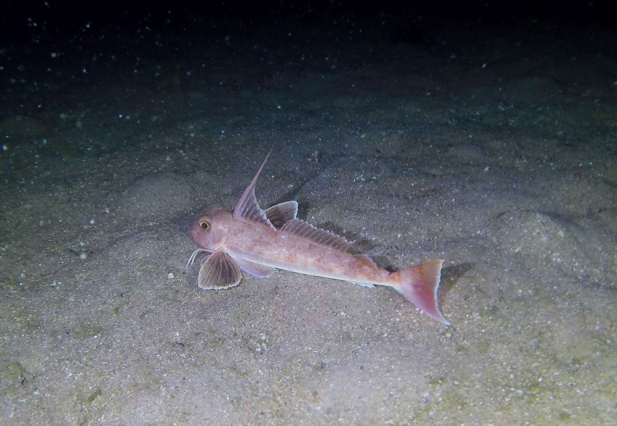 Image of Long-finned Gurnard