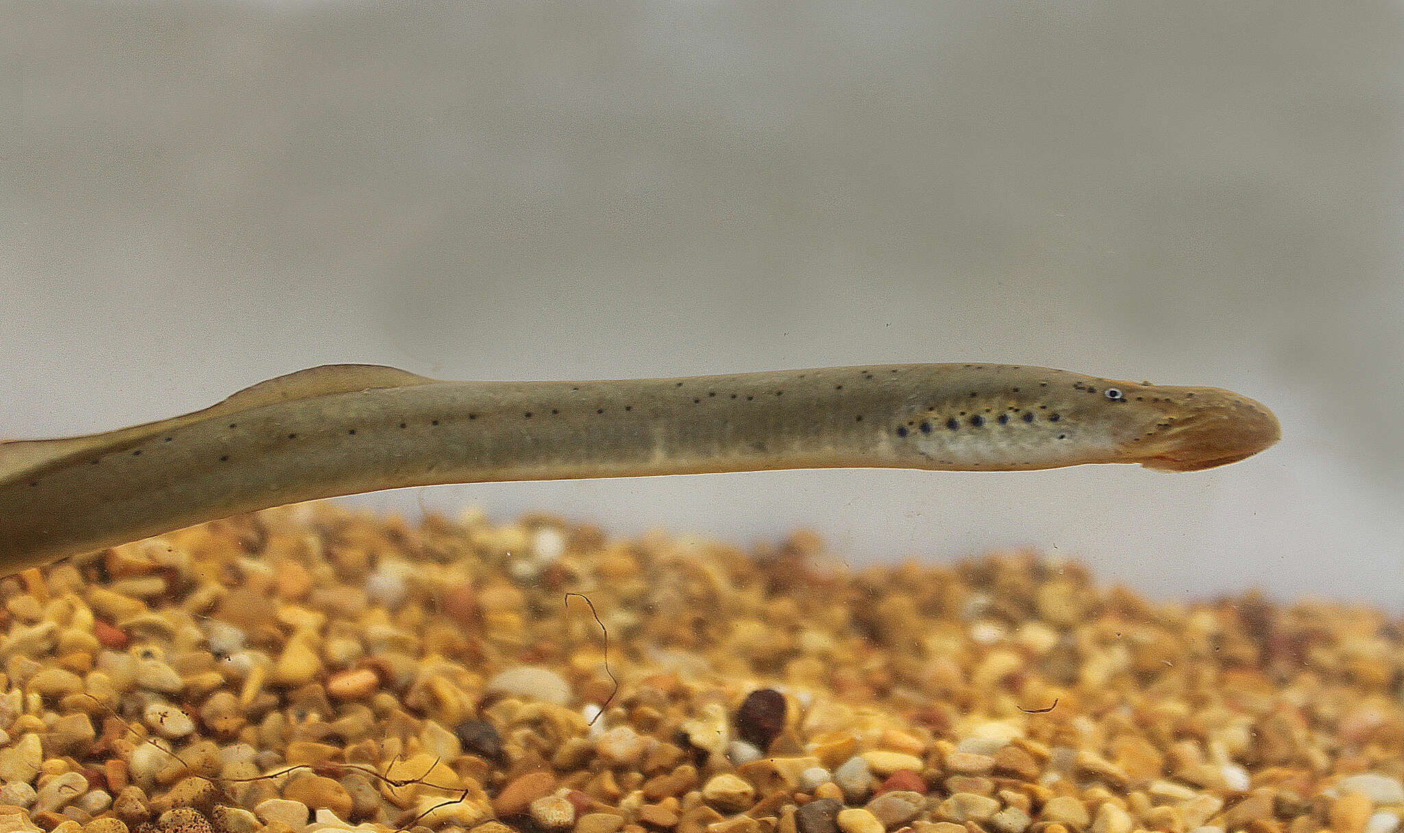 Image of Mountain Brook Lamprey