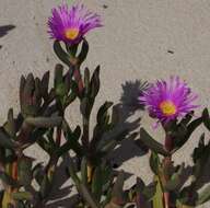 Imagem de Carpobrotus glaucescens (Haw.) Schwant.