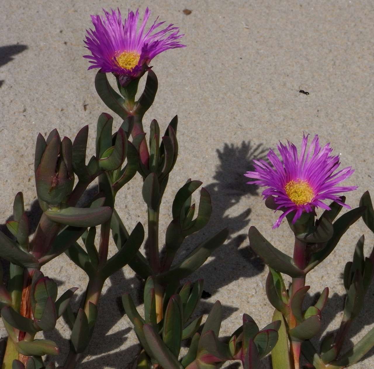 Plancia ëd Carpobrotus glaucescens (Haw.) Schwant.