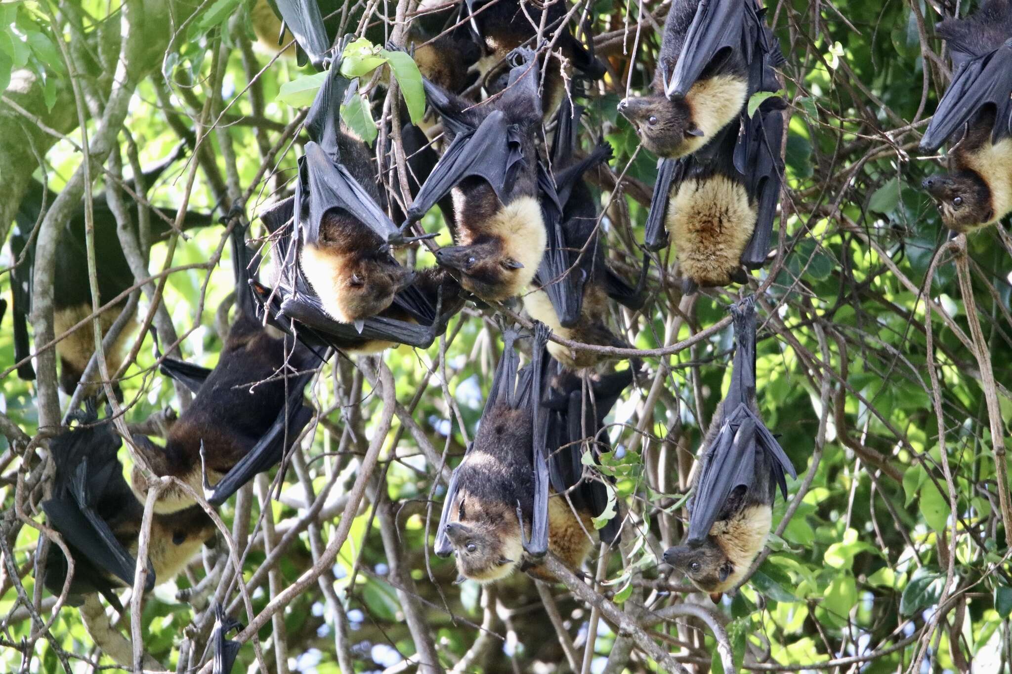 Image of Insular Flying Fox