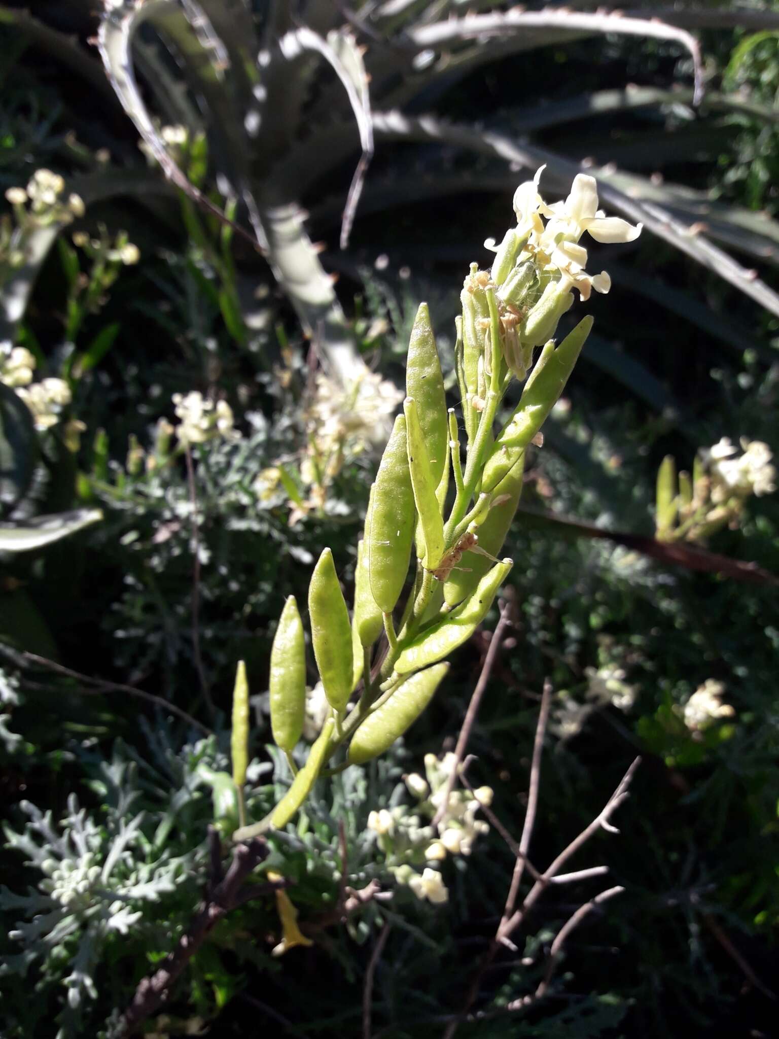 صورة Mathewsia foliosa Hook. & Arn.