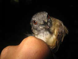 Image of Horsfield's Babbler