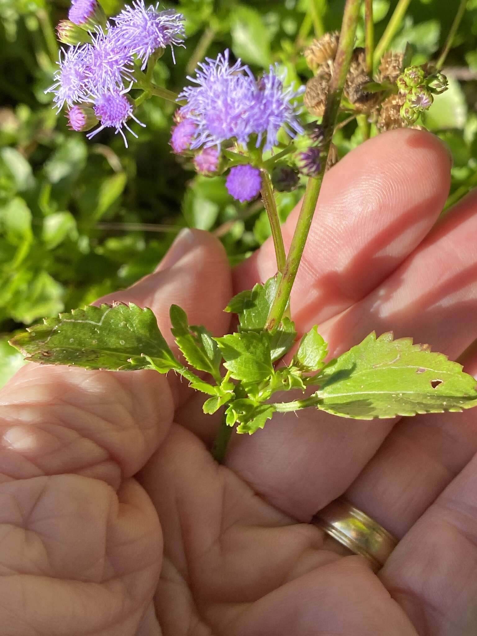 Imagem de Ageratum maritimum Kunth