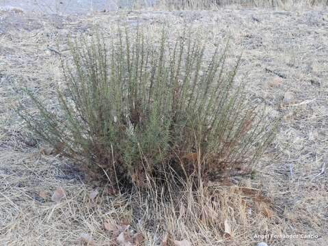 Imagem de Artemisia campestris subsp. glutinosa (Gay ex Bess.) Batt.