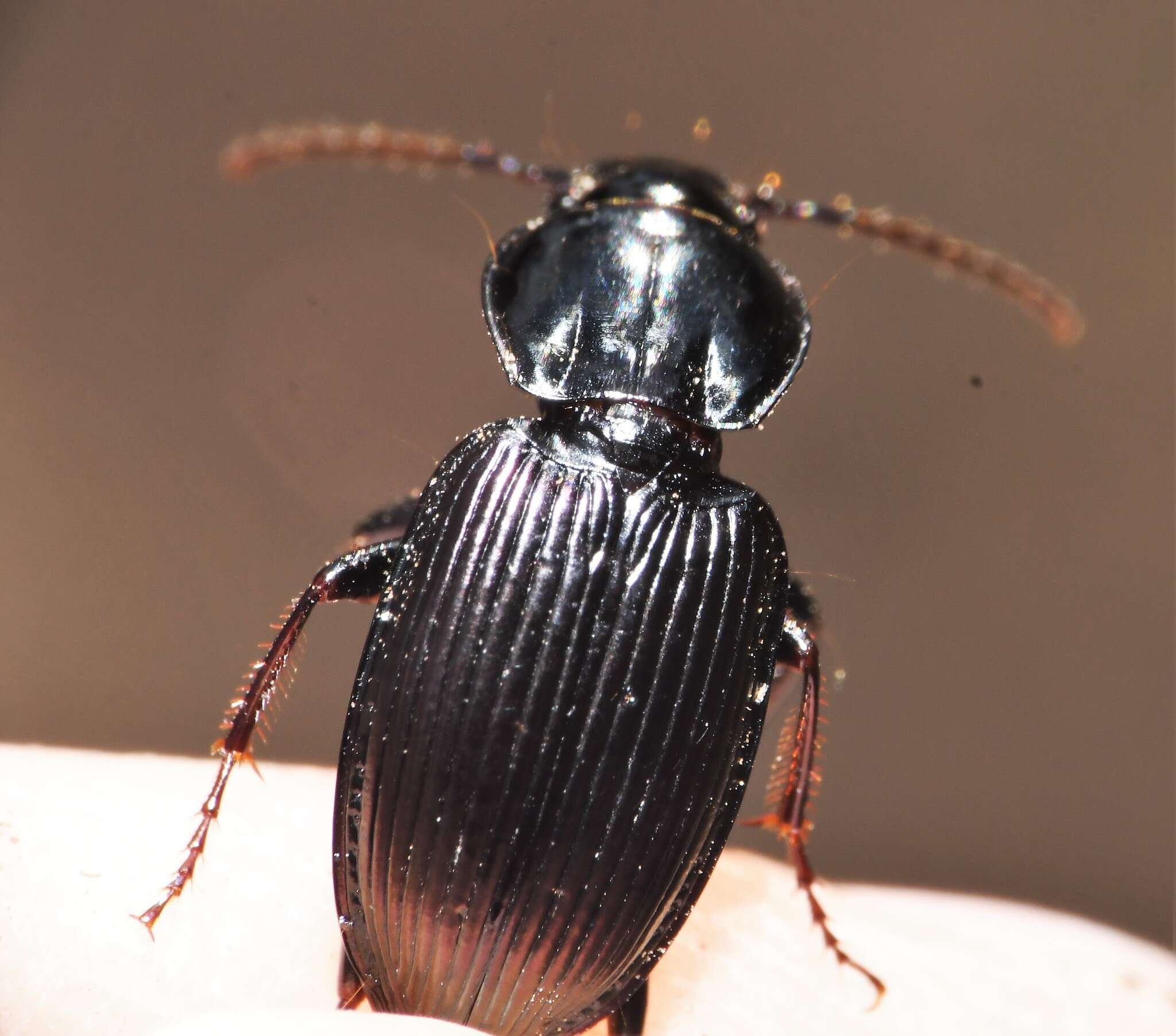 Image of Pterostichus (Bothriopterus) trinarius (Casey 1918)