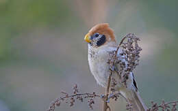 Image of Spot-breasted Parrotbill