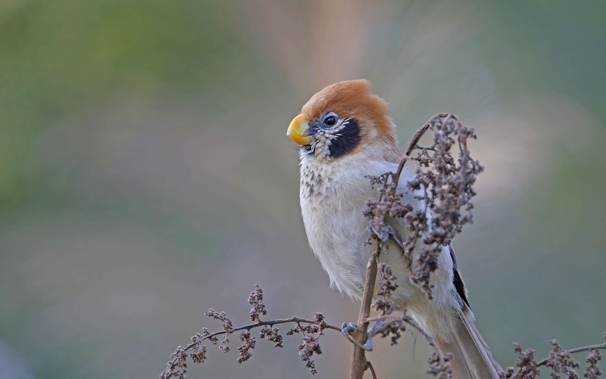 Image of Spot-breasted Parrotbill